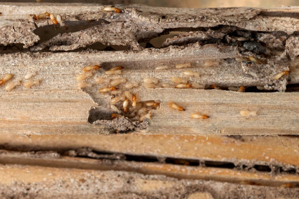 Wildlife Control Services in Holtsville, NY